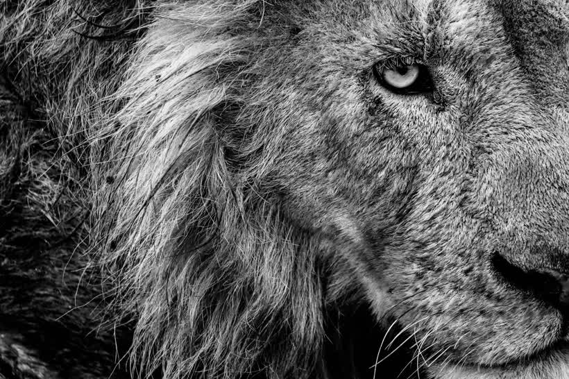 Lion in the Serengeti