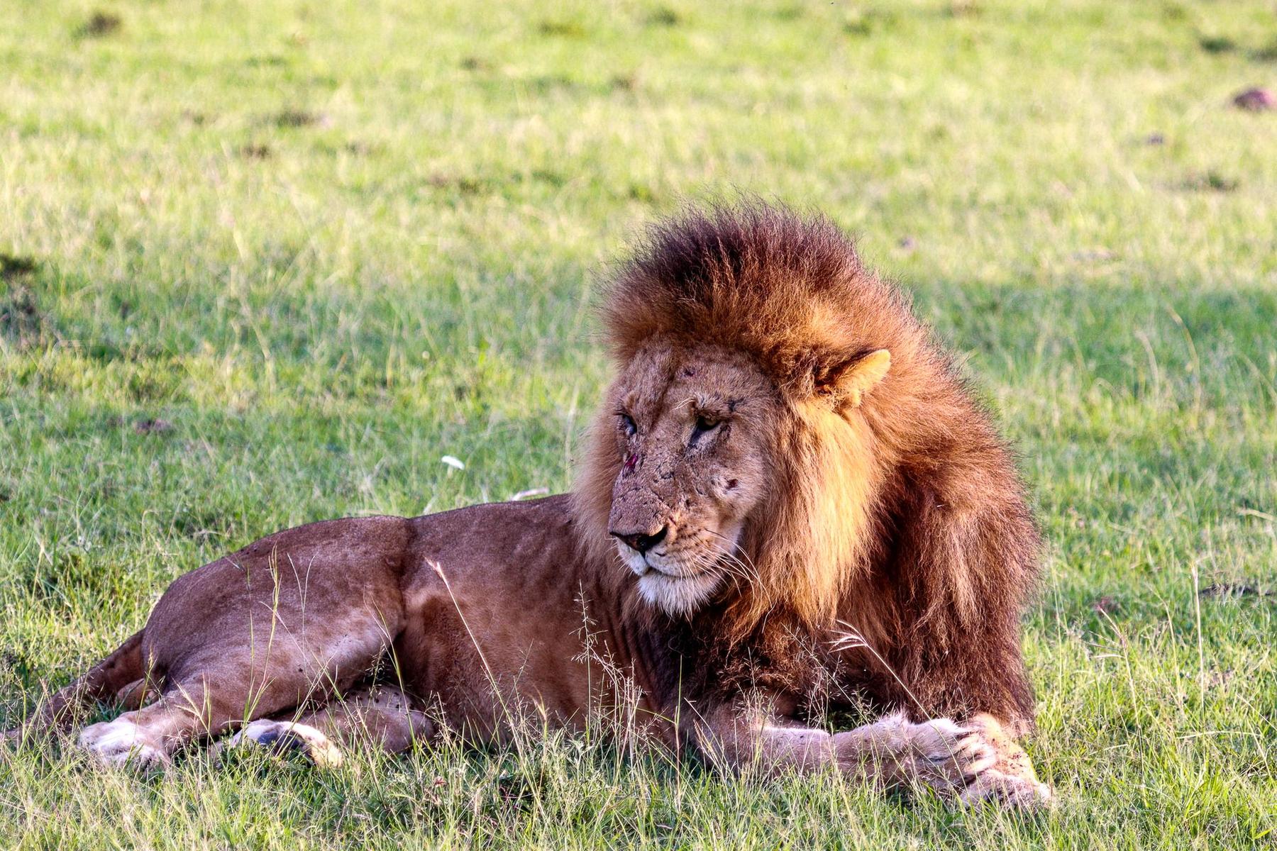 A lion on the Serengeti